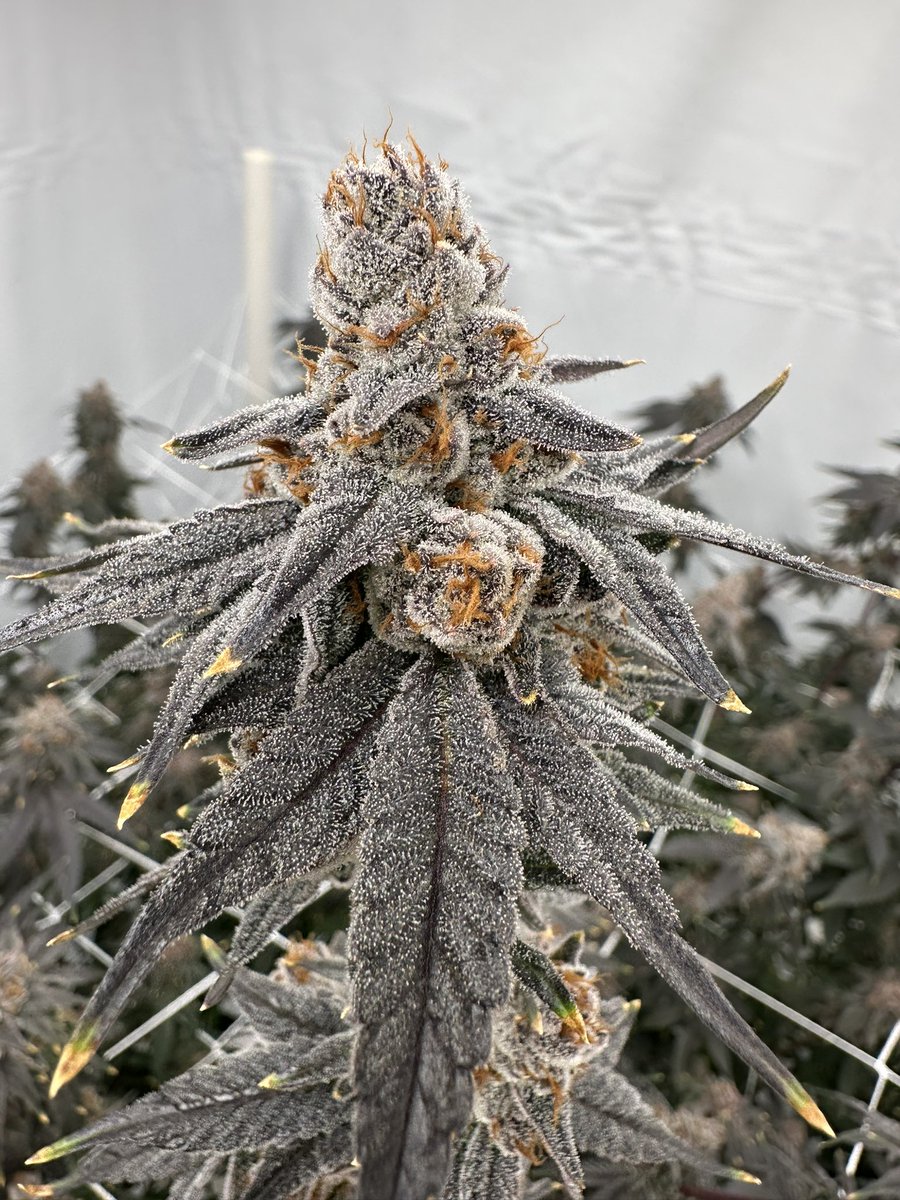 SmokeyBodega tweet media