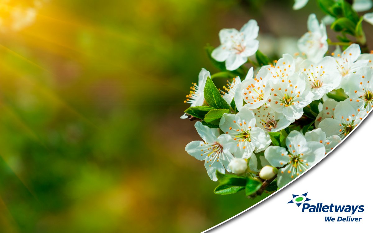 PalletwaysUK's tweet image. It's the first day of spring! Does your logistics 'solution' need a spring refresh?💐🚛
Our clients and their customers love us, with our Excellent rating on Trustpilot!
#Spring #SpringRefresh #Roadtransport #construction #ceramics #aggregates #foodanddrink #brewery #ukbusiness