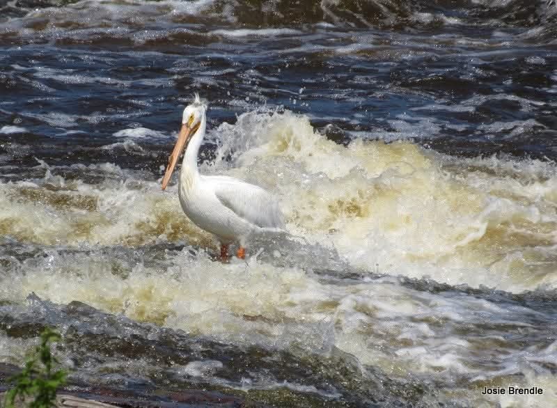 josie brendle tweet media