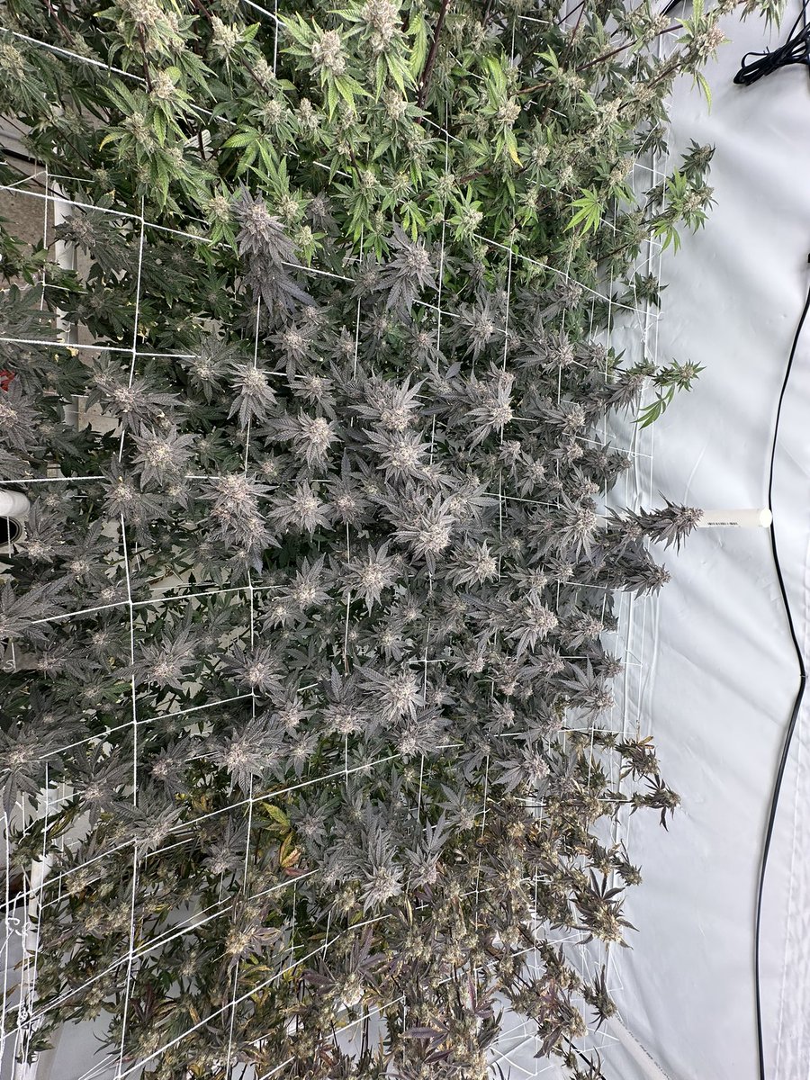 SmokeyBodega tweet media