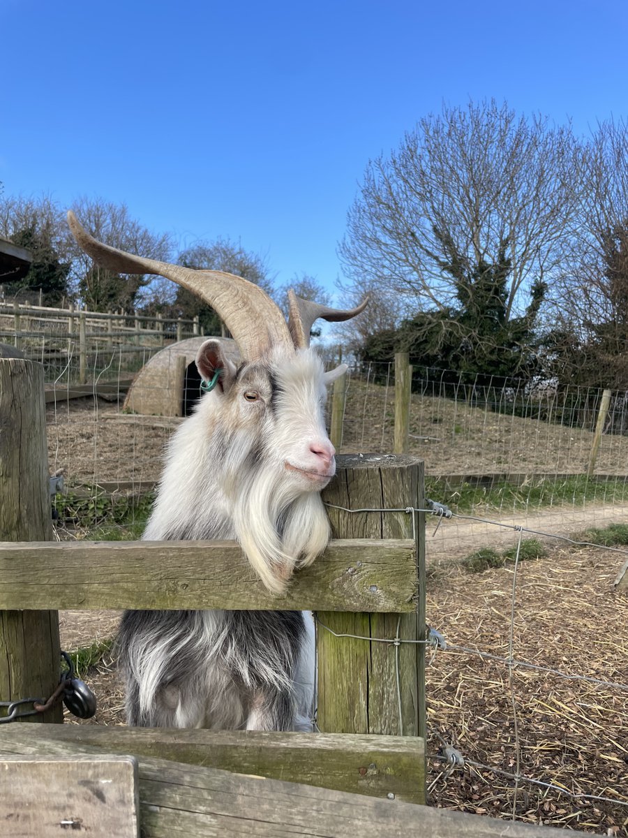 Bath Centre for Pain Services (@bcpsbath) on Twitter photo A great morning out at <a href="/BathCityFarm/">Bath City Farm</a> doing pain rehabilitation amongst the goats, chickens, pigs, sheep and even alpacas ๐๐ฟ Such a lovely way to connect with nature and makes rehabilitation fun! A great morning out at <a href="/BathCityFarm/">Bath City Farm</a> doing pain rehabilitation amongst the goats, chickens, pigs, sheep and even alpacas ๐๐ฟ Such a lovely way to connect with nature and makes rehabilitation fun!