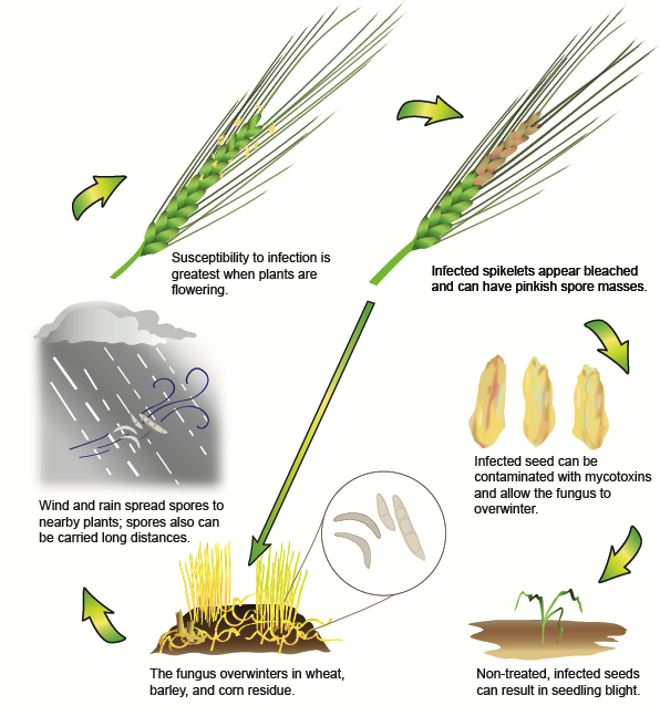Crop Protection Network (@cropnetwork) on Twitter photo 560 million bushels gone. $2.9 billion lost.
These are the estimated losses caused by wheat diseases from 2018 to 2021. Read more in the new <a href="/planthealthprog/">Plant Health Progress</a> publication at doi.org/10.1094/PHP-09….
From <a href="/NDSUcerealpath/">Andrew Friskop</a> <a href="/baldpathologist/">Tom Allen</a> <a href="/KelseyFAndersen/">Kelsey Andersen Onofre</a> <a href="/kmbiss/">Kaitlyn Bissonnette</a> <a href="/cropdisease/">Carl Bradley</a> 560 million bushels gone. $2.9 billion lost.
These are the estimated losses caused by wheat diseases from 2018 to 2021. Read more in the new <a href="/planthealthprog/">Plant Health Progress</a> publication at doi.org/10.1094/PHP-09….
From <a href="/NDSUcerealpath/">Andrew Friskop</a> <a href="/baldpathologist/">Tom Allen</a> <a href="/KelseyFAndersen/">Kelsey Andersen Onofre</a> <a href="/kmbiss/">Kaitlyn Bissonnette</a> <a href="/cropdisease/">Carl Bradley</a>