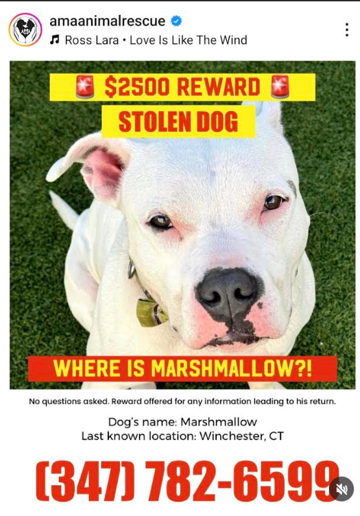 NMBewitched's tweet photo. #SarahSmolak 24 dogs seized
#Winstead #CT
Only 2 counts of #AnimalCruelty๐ฑ
Many more were very ill & needed critical care
Our justice system fails w/ #Animals
Our belove Marshmallow is still missing
#NYCACC survivor
If you know anything, contact @AMAAnimalRescue https://t.co/OZXv9XdJsx