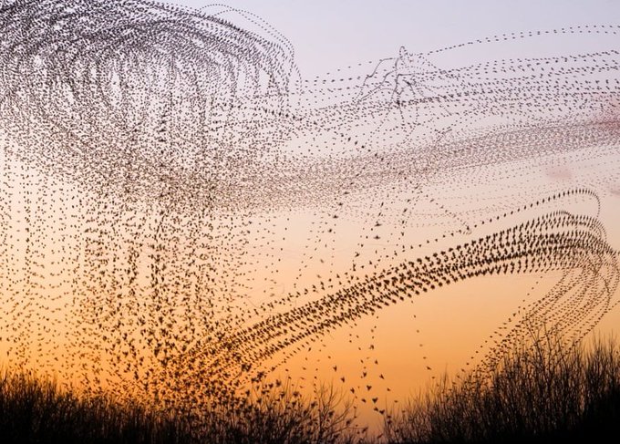 womensart1's tweet photo. Photographer Kathryn Cooper captures the fluid movement of birds, particularly migrating starling murmurations at roost sites across the North of England UK #WomensArt https://t.co/RcGm4CqKeD
