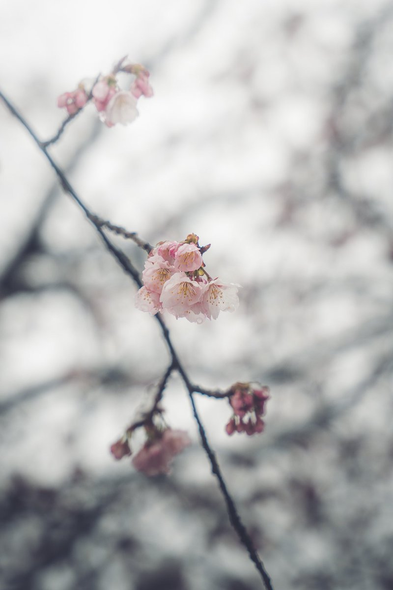 dasiantk's tweet photo. ❄️🌸 Snow in sakura season https://t.co/a03qrWwJEj