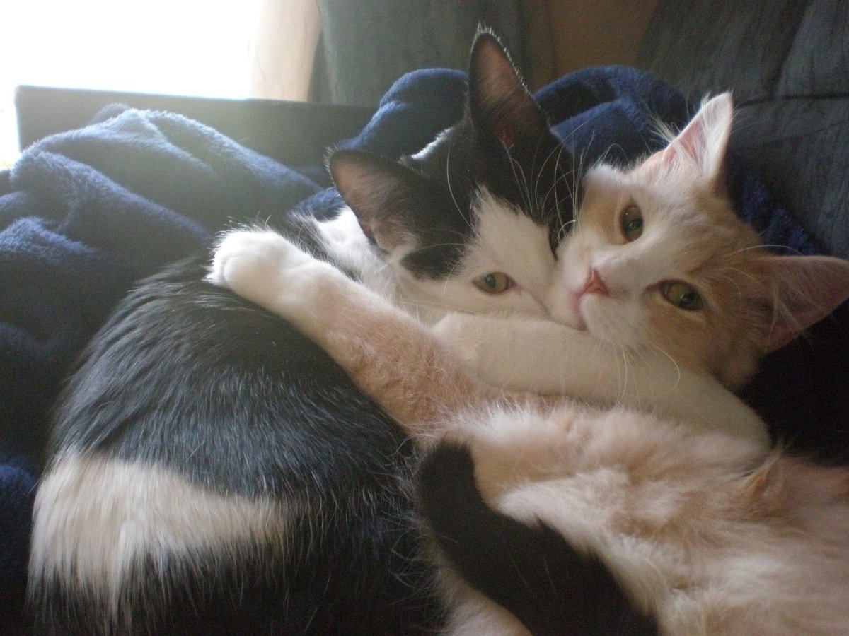 Miaw tweet media