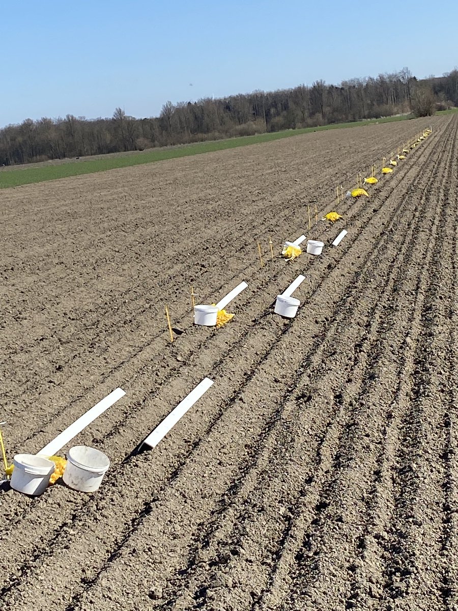 JohnBrunen's tweet photo. #plantuien #bio #proefveld samen met de studenten weer geplant op de @warmonderhofBD @DeGrootenSlot https://t.co/PUyFPJrNMF