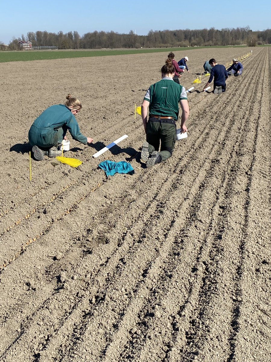 JohnBrunen's tweet photo. #plantuien #bio #proefveld samen met de studenten weer geplant op de @warmonderhofBD @DeGrootenSlot https://t.co/PUyFPJrNMF