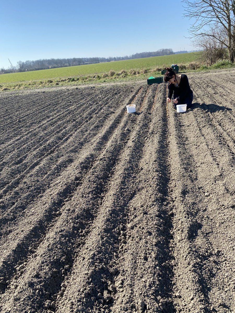 #plantuien #bio #proefveld samen met de studenten weer geplant op de <a href="/warmonderhofBD/">Warmonderhof</a> <a href="/DeGrootenSlot/">De Groot en Slot</a>