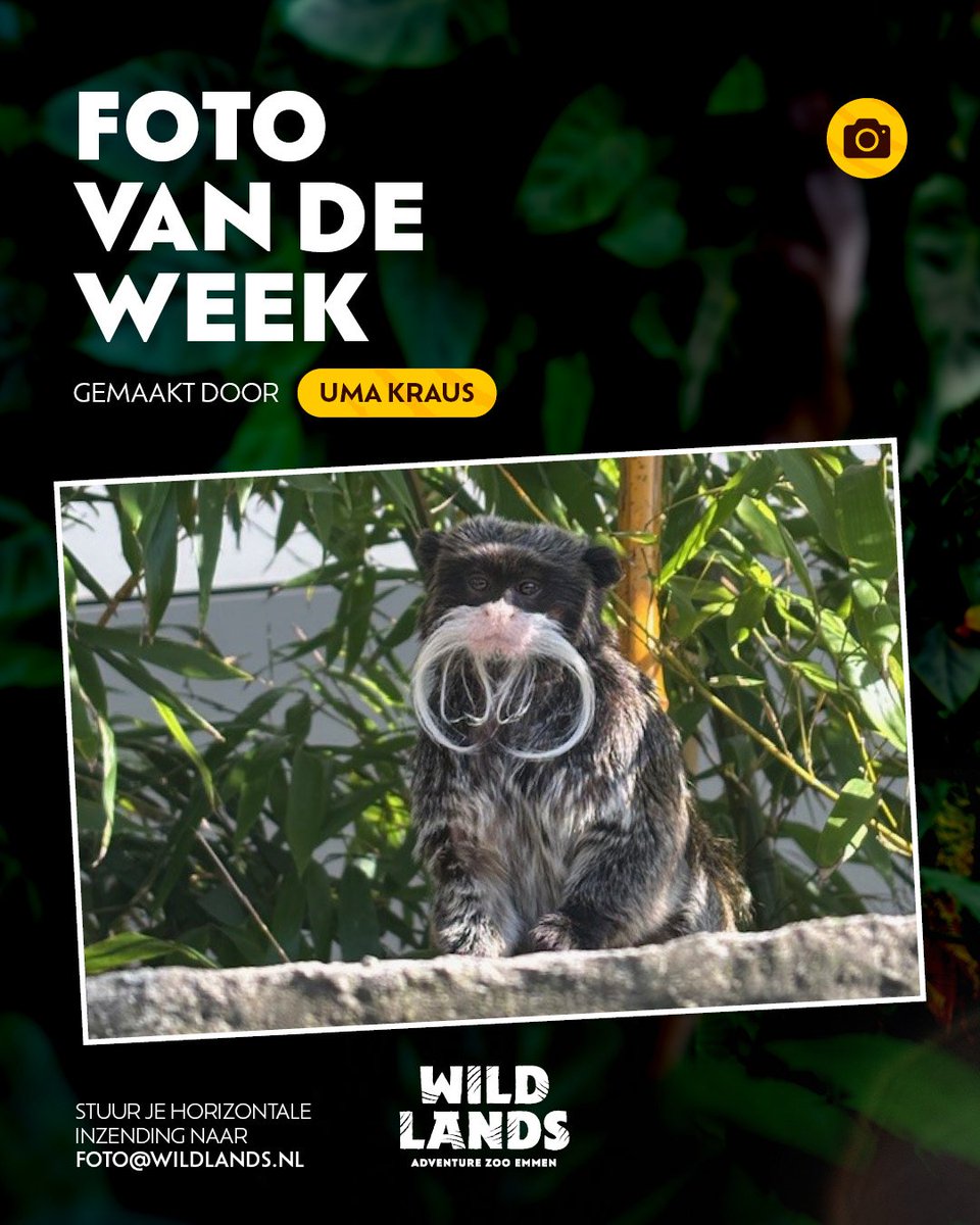 WildlandsNL's tweet photo. De Foto van de Week is gemaakt door Uma Kraus uit Pijnacker. Zij fotografeerde één van de keizertamarins in de Apenruïne. Deze klauwaapjes kun je herkennen aan de lange witte snor. https://t.co/nxDRT15e8H https://t.co/3hz10Jyna4