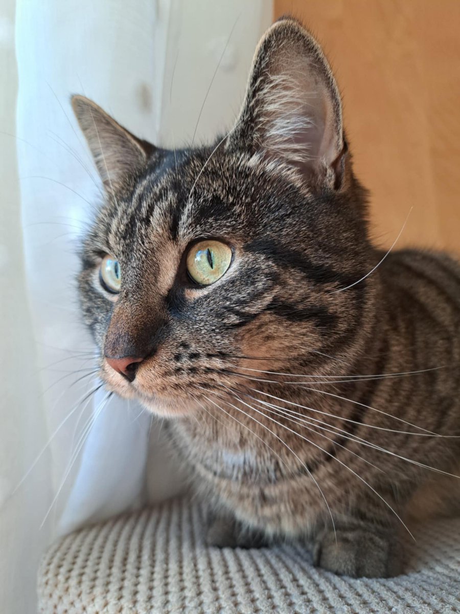 AMS_Fravvakk1 tweet media