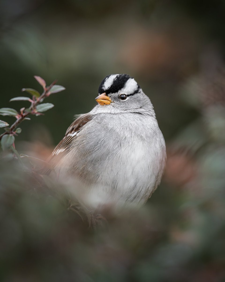 Brian_Genge's tweet photo. White-crowned Sparrow in Mesa County, Colorado (December, 2024) https://t.co/aAk1V3eVGd