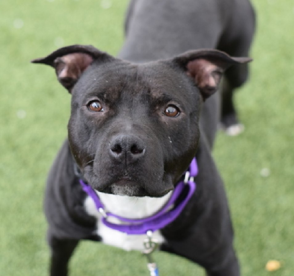 Be still my heart 
Another magnificient #BlackDog  

I know some of you will scroll by,
I am learning to deal with #Prejudice &amp; #Hate toward #BlackDogs 

But my peeps, will #Share, #Pledge &amp; think about finding Cosmo the purrfect home 
Shy, chill girl 
Calm home preferred
