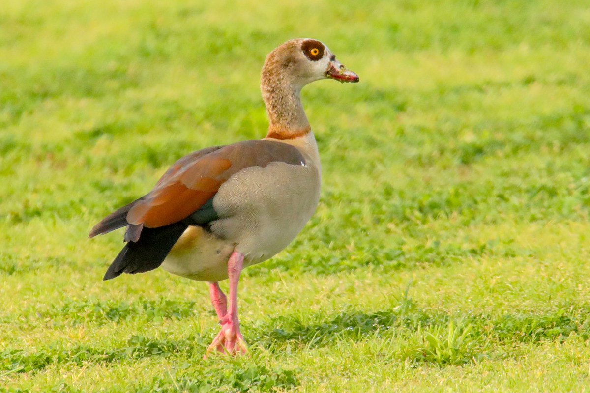 BirdsAtl's tweet photo. We have a handful of non-native bird species in Atlanta but nothing quite like the Egyptian Goose of Austin, Texas. https://t.co/v2kwjLgb6Z