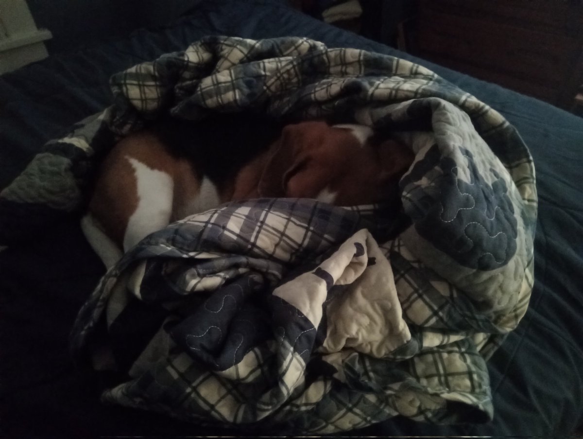 The Weekly Beagle tweet media