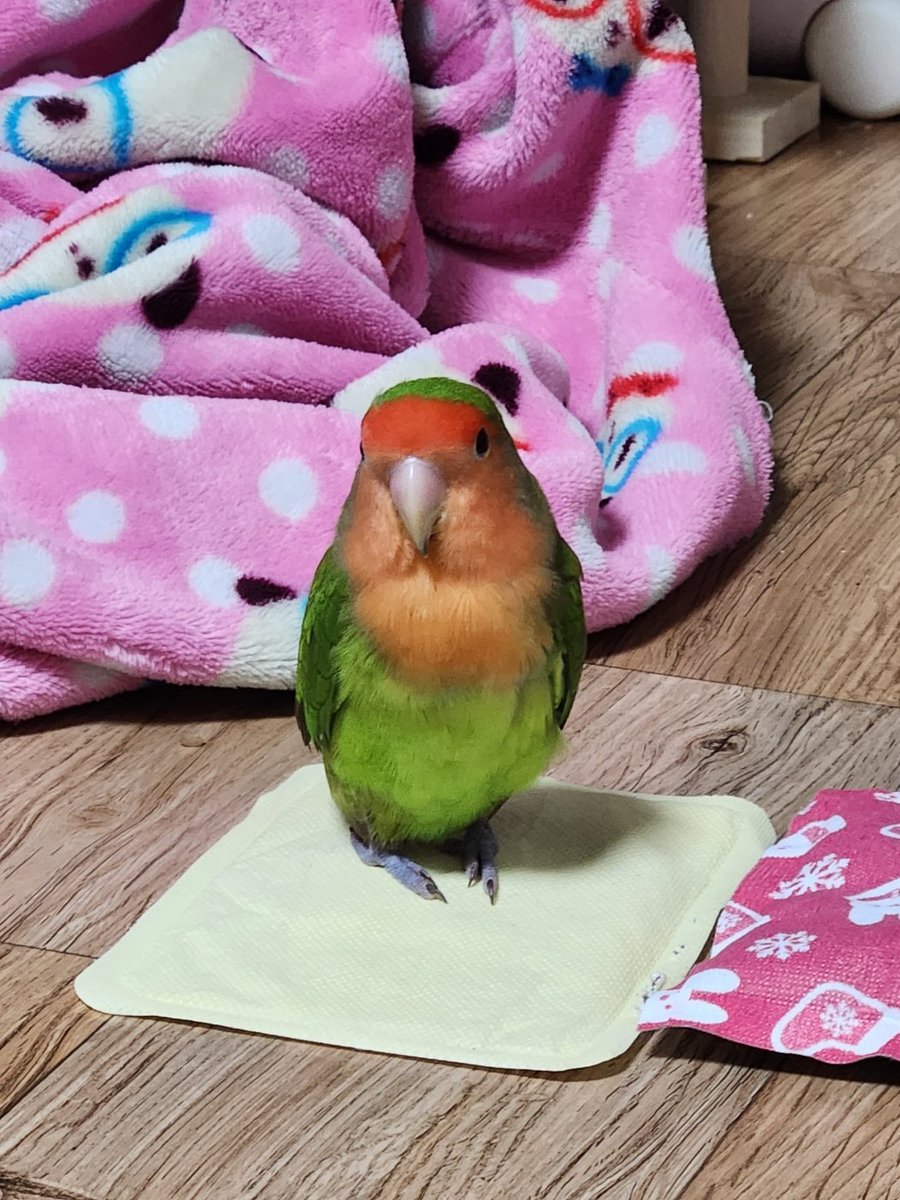 핫팩조아 앵무새 ,, ㅋㅋ ㅠㅠ
요즘 해피의 힐링 포인트인가봅니댜 ,집도 따수운데 항상 ㅋㅋ ㅠㅠ