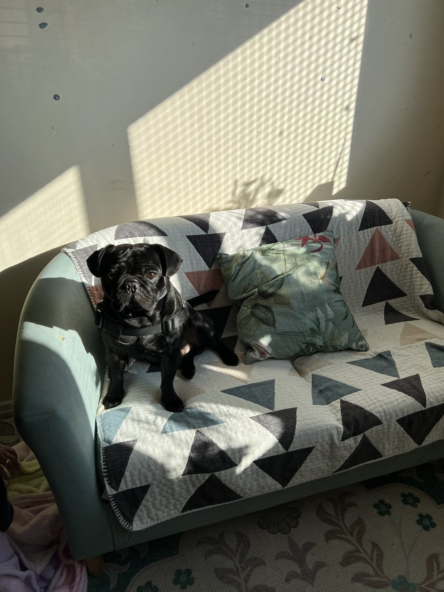 Natalie (@missg_iwbs) on Twitter photo Setting up the new working space for the Treehouse and <a href="/BertramFrug/">Bertram Frug</a> definitely approves of the sunshine and has claimed his new spot ☀️
<a href="/IWBSFalkirk/">Inclusion&Wellbeing</a> <a href="/outreach_iwbs/">SharonHutchinsonDHT</a> Setting up the new working space for the Treehouse and <a href="/BertramFrug/">Bertram Frug</a> definitely approves of the sunshine and has claimed his new spot ☀️
<a href="/IWBSFalkirk/">Inclusion&Wellbeing</a> <a href="/outreach_iwbs/">SharonHutchinsonDHT</a>