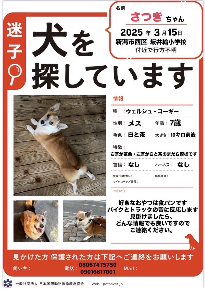 拡散希望
新潟市西区坂井輪小学校付近で断尾のコーギーが迷子になっています。
何か情報がありましたらよろしくお願いいたします。

#新潟 #新潟市 #新潟市西区
#新潟市西蒲区 #新潟市中央区
#坂井輪 #寺尾 #小新 #小針
#迷子 #迷子犬 #迷い犬 #犬
#保護 #目撃情報お願いします
#拡散希望