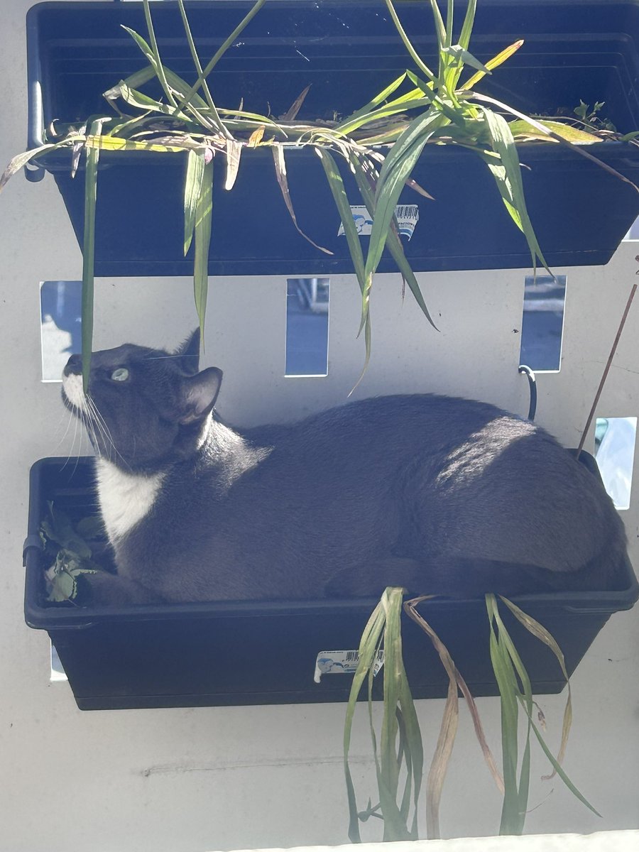 Fleur 🌸🌺 tweet media