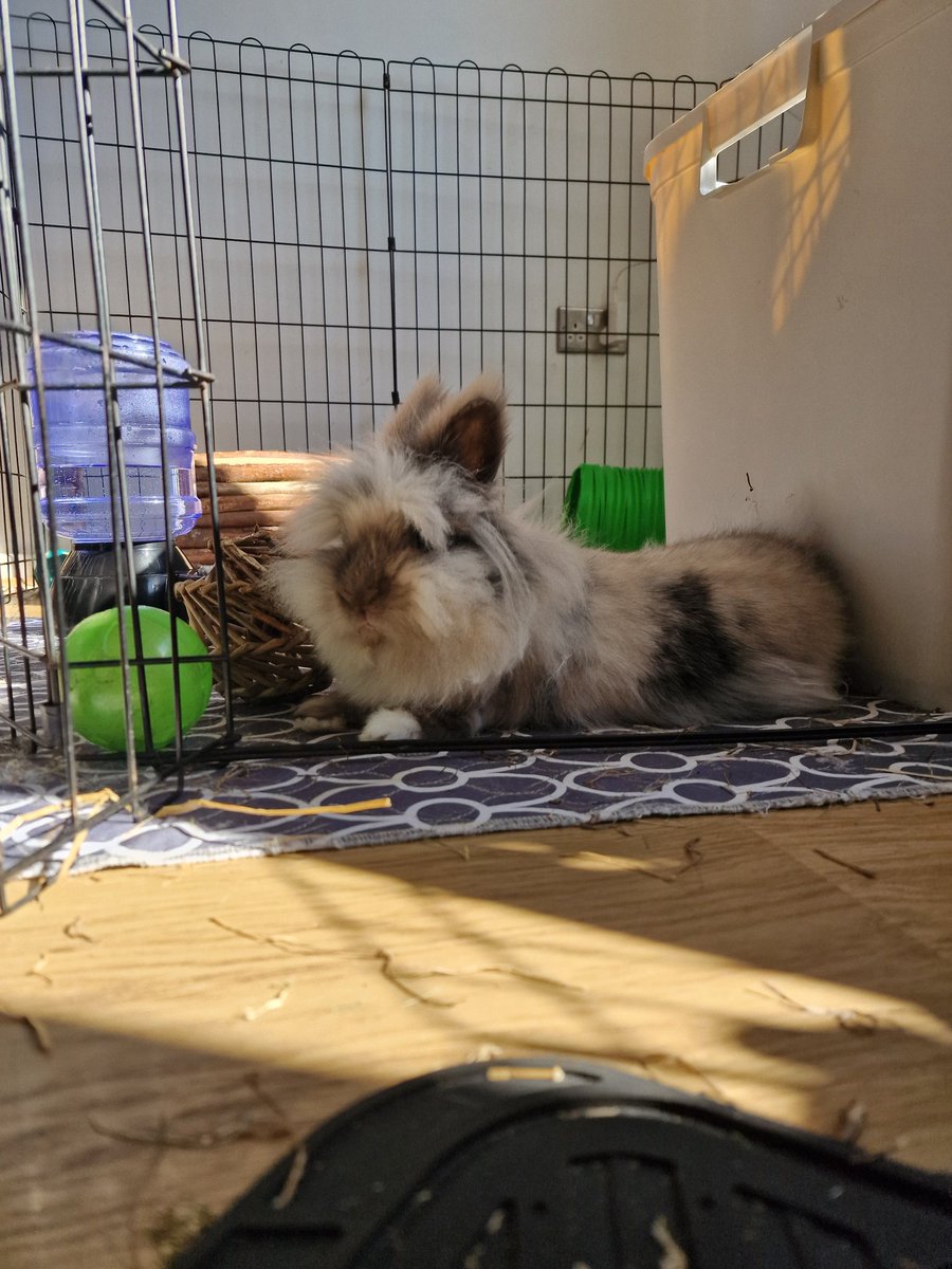 Lottie was enjoying the sunshine earlier. Sadly, Shiro had shown no signs of improvement, so both bunnies are now at the vets. I'm praying Shiro starts to get better soon and for me being able to pick him and Lottie up later.