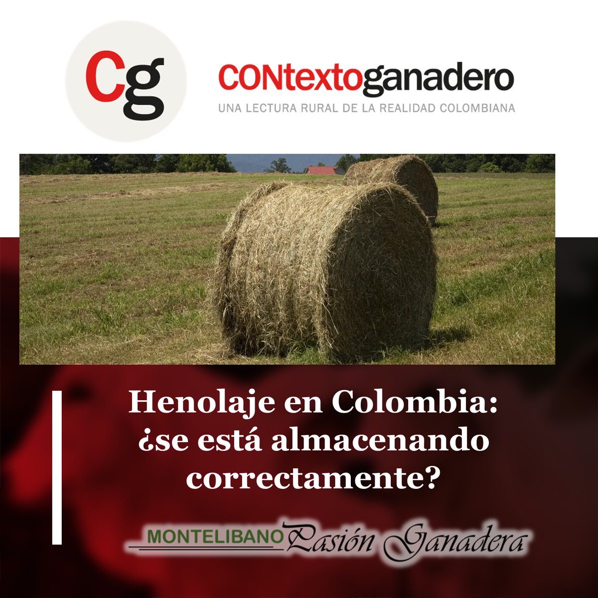 Dejar el henolaje a cielo abierto: ¿buena idea o gran error? contextoganadero.com/ganaderia-sost… a través de <a href="/ContGanadero/">CONtexto Ganadero</a> 
<a href="/Fedegan/">FEDEGAN</a> 
<a href="/jflafaurie/">José Félix Lafaurie</a> 
<a href="/plbosconia_fng/">Bosconia Pasión Ganadera</a>
