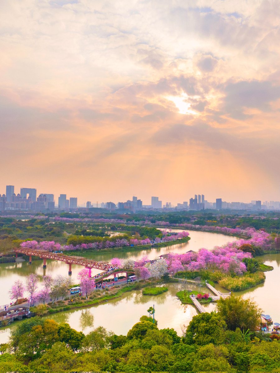 HYF98334204's tweet image. Golden hour at Haizhu Wetland: Blushing petals &amp;amp; lavender waves dance with emerald currents, weaving liquid poetry through Guangzhou&apos;s urban oasis. 🌸🌿 
#MagicInMotion
#Goodevening