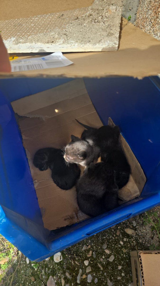 Iblixxx2's tweet photo. Porfi si alguien quiere un gatito de 1 mes que me escriba https://t.co/ExFBeL8O5f
