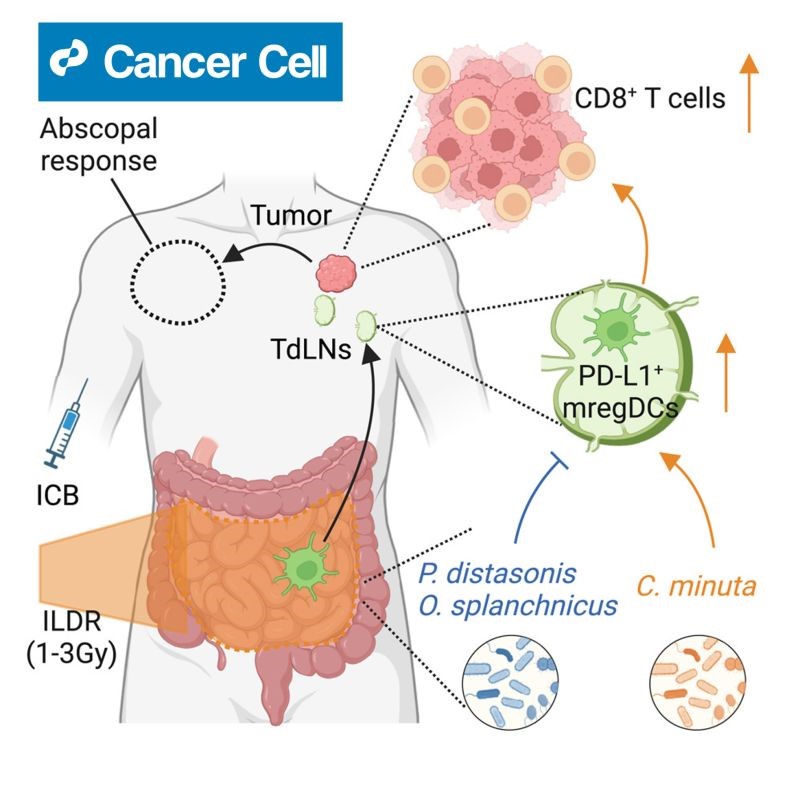 📰 Low-dose gut radiation enhances immunotherapy.

New #research shows it boosts PD-L1 blockade, triggering a stronger systemic anti-tumor immune response. The gut microbiome plays a key role—this could be a game-changer for #cancer treatment.

#Immunotherapy #Oncology #PDL1