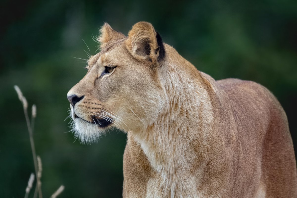 SysonTravel's tweet photo. 🌍 Discover Uganda – The Pearl of Africa! 🇺🇬✨
Uganda is a land of breathtaking landscapes, diverse wildlife, and thrilling adventures. Whether you're seeking gorilla trekking, a safari, or adrenaline-pumping activities, Uganda has it all! https://t.co/NK0awCzLC0