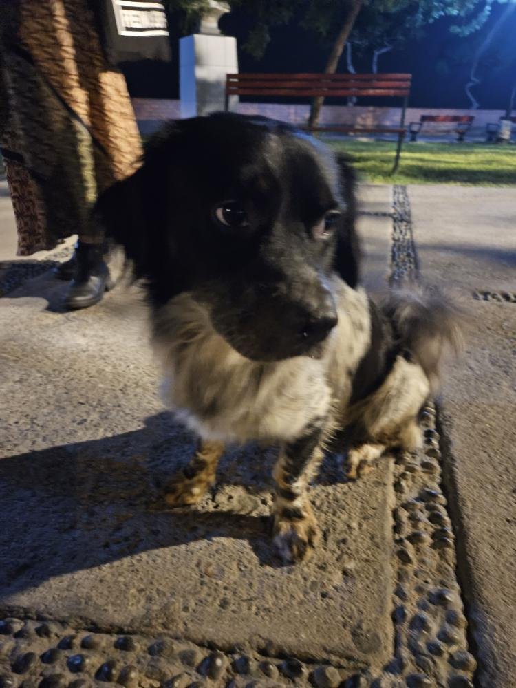 Amigos, les ruego difusión. Este perrito fue encontrado solo en el malecón de Miraflores el día lunes. Parece perdido. Por favor contactar a Laura al 999 003 976 si conoces a sus dueños 🙏