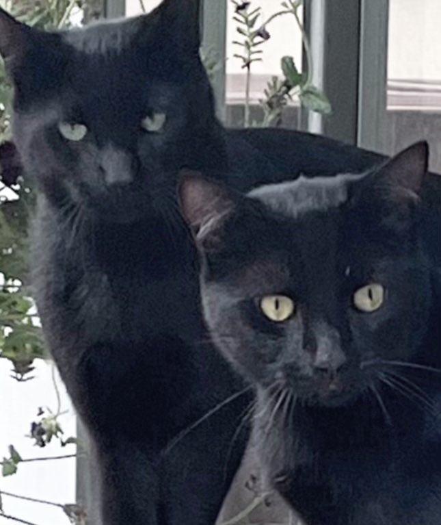 Boots and Binx: bonded bros tweet media