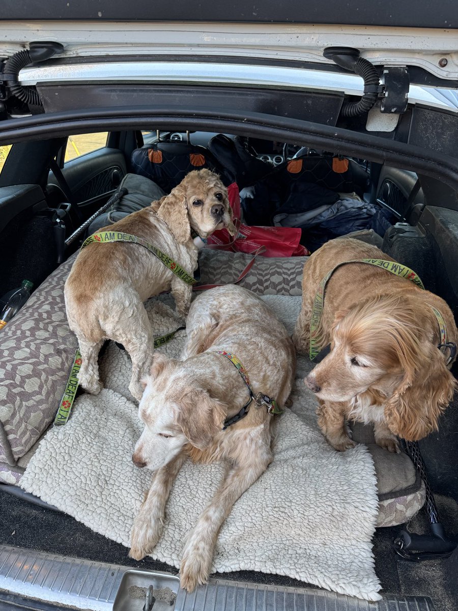 SpanielsSuper's tweet photo. First you scalp us!
Then you take us out in the cold #HowCouldYouMum https://t.co/5ilupQapss