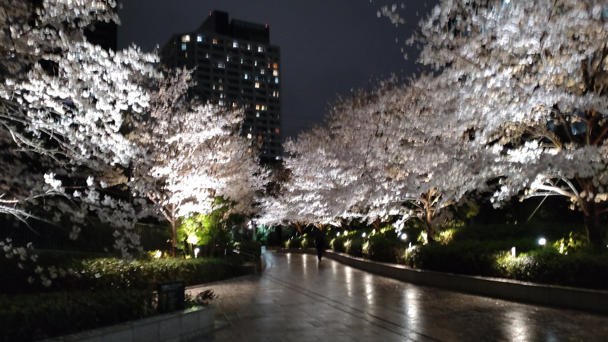 ShimadaLennon's tweet photo. 4月3日  #SpringSongs が #亀戸INTHEAIR にて開催されます。春の歌特集という事でまとまってきました。アイデアが溢れて溢れて桜のように満開です。写真は去年の満開桜。 https://t.co/VZPpvH0LlF