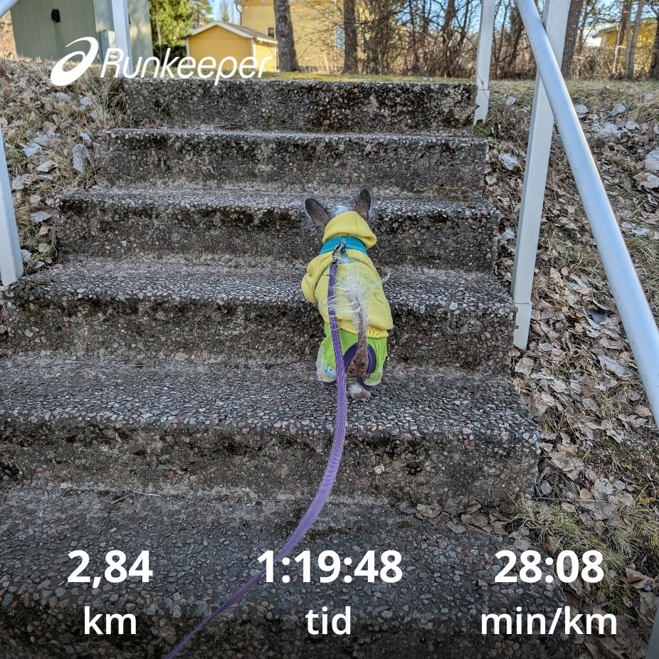 gamedin_77's tweet photo. i dag fick Ruby välja vart hon fick gå! 💜
#trainwithrunkeeper💜 #hundliv💜 #springisback☀️ #pokenad #pokemongo #alwyaslookonthebrightsideoflife💜 https://t.co/JTqPXRppXt