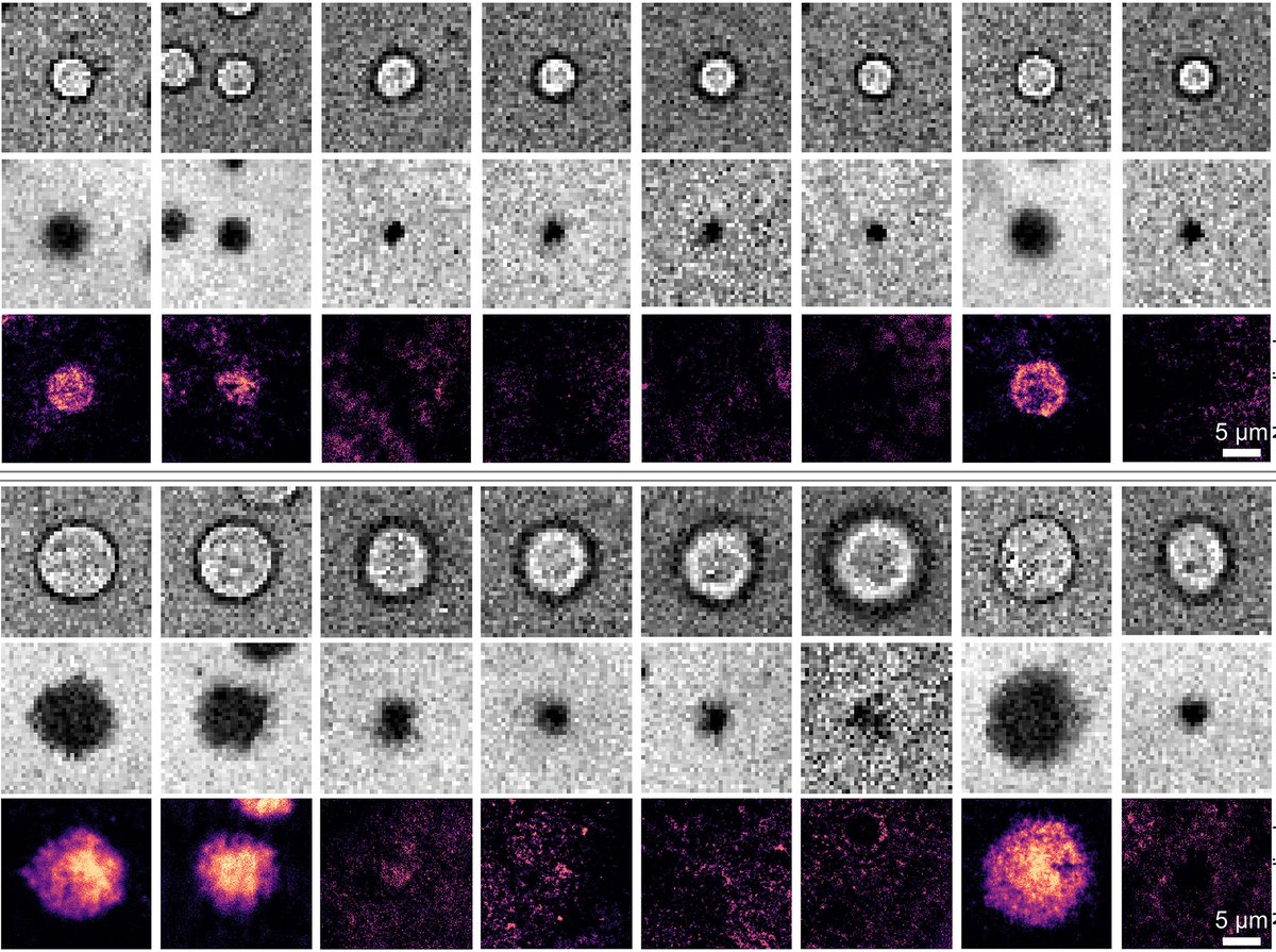Center for Immunoengineering at Georgia Tech (@gatech_immuno) on Twitter photo Congrats to our Center members Cheng Zhu and Ankur Singh on their <a href="/ScienceAdvances/">Science Advances</a> paper. They demonstrate that in X-HIgM immunodeficiency syndrome, damaged CD40L proteins result in weak bonds, poor signaling & antibodies. <a href="/CoulterBME/">Coulter BME | Emory & Georgia Tech</a> <a href="/MEGeorgiaTech/">Georgia Tech ME</a> news.gatech.edu/news/2024/12/1… Congrats to our Center members Cheng Zhu and Ankur Singh on their <a href="/ScienceAdvances/">Science Advances</a> paper. They demonstrate that in X-HIgM immunodeficiency syndrome, damaged CD40L proteins result in weak bonds, poor signaling & antibodies. <a href="/CoulterBME/">Coulter BME | Emory & Georgia Tech</a> <a href="/MEGeorgiaTech/">Georgia Tech ME</a> news.gatech.edu/news/2024/12/1…