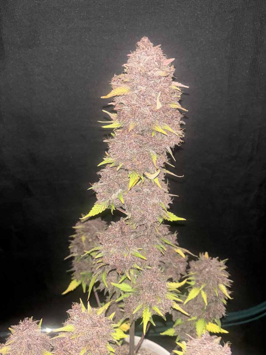 NEW STRAIN 
🟣Purple Haze Auto🟣
A modern take on the legendary classic, remastered for 2025
Up to 28% potency.
Bright, bold terps. A delicious blend of sweet cherry and sour lemon haze. 
Versatile for any setup. 
Get 15% OFF with the code TWITTER
By 🧑‍🌾 john_ohighoan