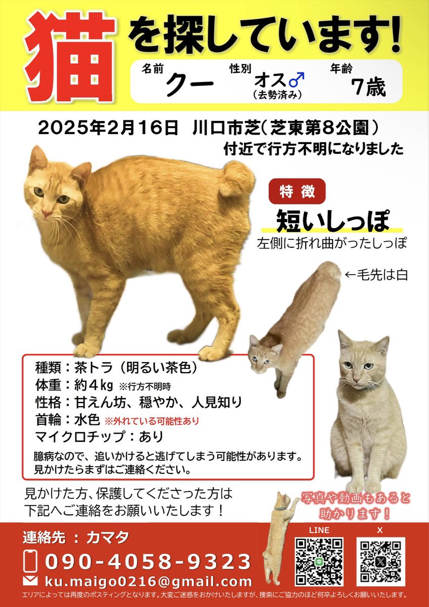 ネコ　※専用期限8月16日中です。 楽天市場】大型 猫トイレ キャットトイレ 猫 ねこ ネコ オープン