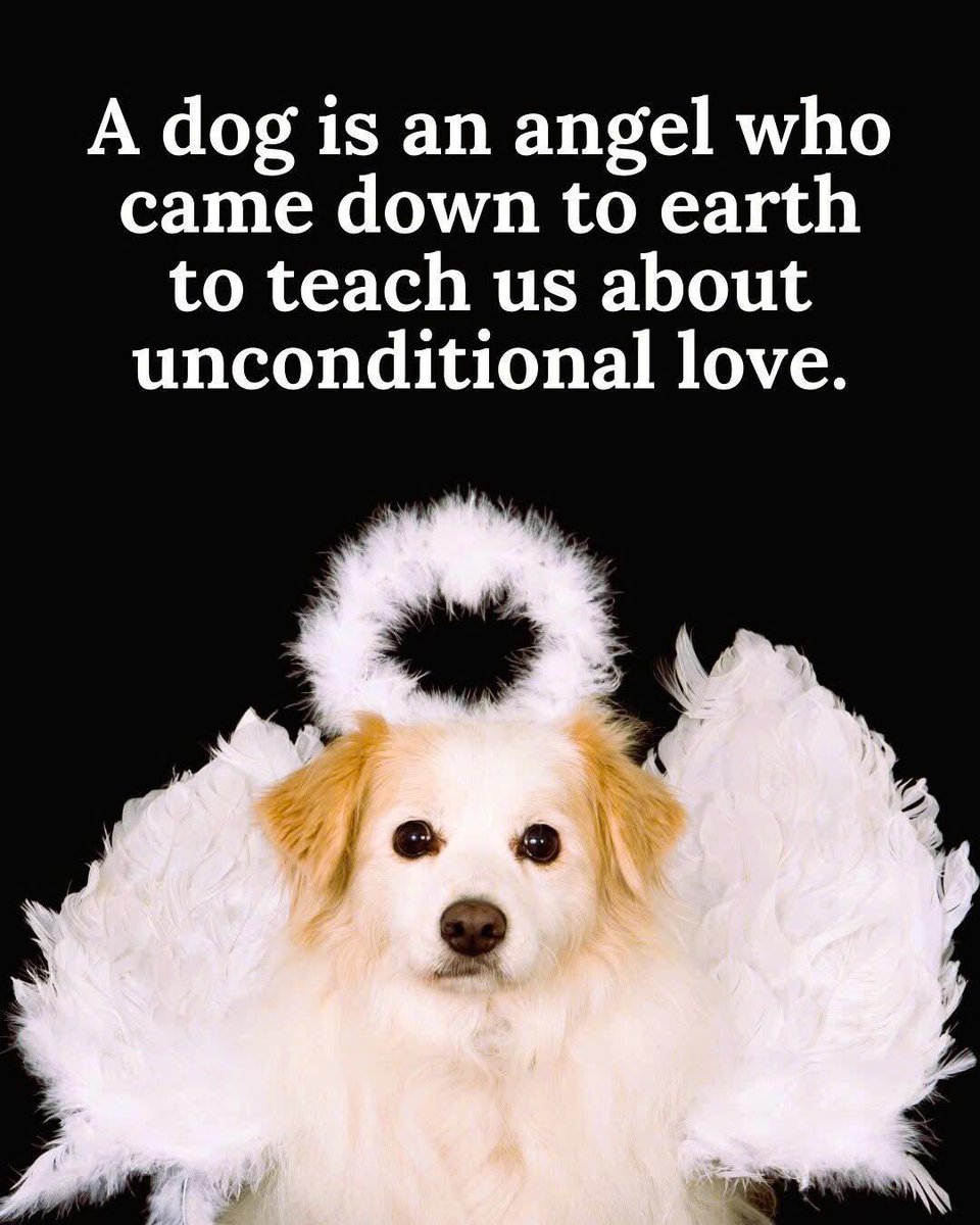DogLovers03's tweet photo. https://t.co/UYyX4XnVMn