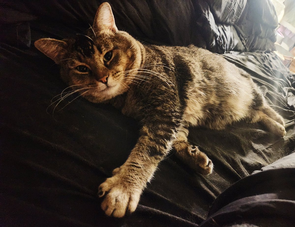__Granuaile__'s tweet photo. So proud of how far Vali has come from when he first came cattin around a couple years back ❤️ 
Ragnar &amp; Vali are besties now.
It's pretty dang cute.
#feraltofamily #CommunityCats 
#ValiCat #RagnarCat #RescueCats https://t.co/bHmy9L5Grz