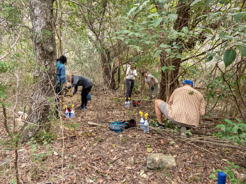 ARochaUSA's tweet photo. 🌳🪚 With dedicated volunteers, and with our partners at the Bull Creek Foundation, we girdled 24 invasive trees and removed 453 invasive saplings at the Stenis Tract in Austin, Texas!

Through such efforts, we strive to restore the landscapes God has entrusted to us. 🪻🌺⁠ https://t.co/ed0T78arEM