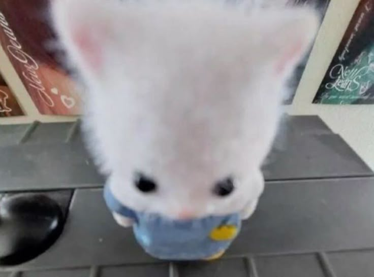 /ᐠ - ˕ -マ tweet media