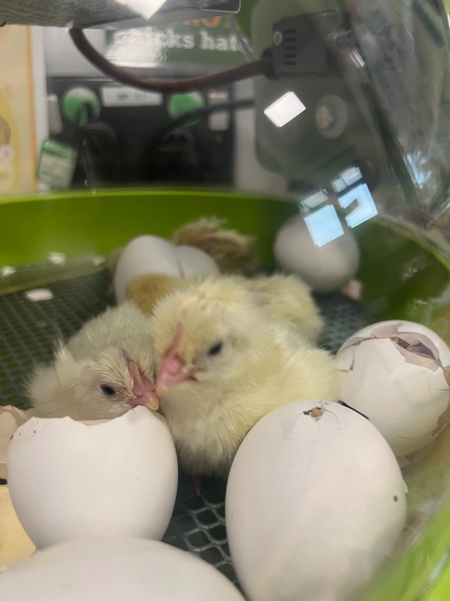 Welland Academy tweet media