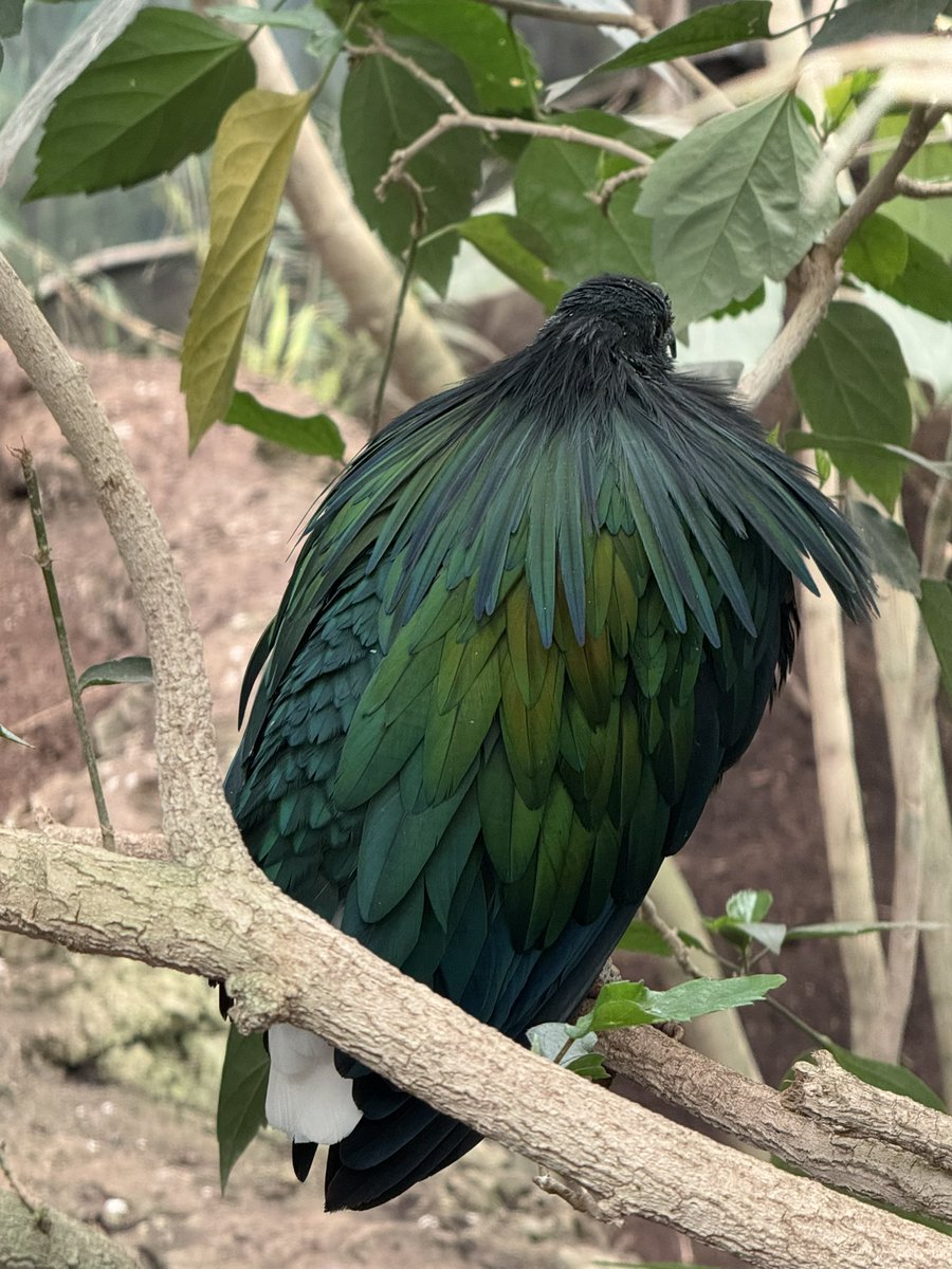 DeeZe ⛳🏌️‍♂️ tweet media