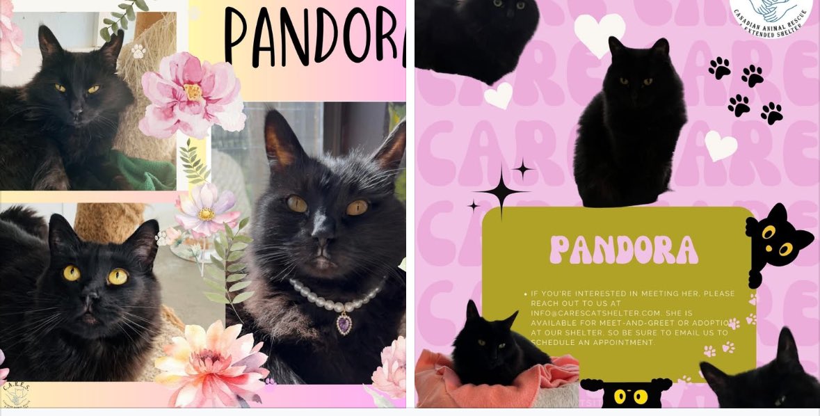 Meet this gorgeous fluffy girl with the softest coat! 

She adores forehead pats &amp; chin scratches, &amp;once she warms up to you, she’ll give u soft purrs. She is a calm &amp; elegant lady who would do best in a quiet home without other cats or young kids. 

📧 info@carescatshelter.com