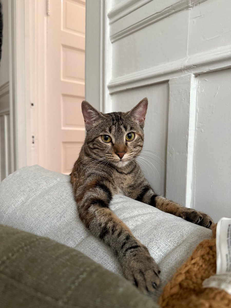 I’m Tawny, a 1-year-old girl! I can be a little shy, but it doesn’t take long for me to warm up and when I do, I’m all about snuggles. I love to talk &amp; spend time with you. I don’t have to be adopted with Mocha, but it’d be nice to stay together.

Adopt: givemesheltersf.org/mobile/animal.…