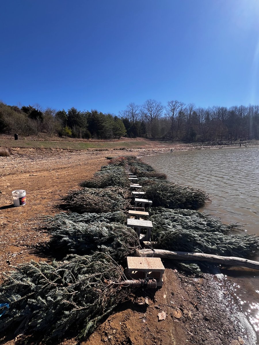 Two #FishHabitat sites renovated at #YatesvilleLake this week with donated Christmas trees.  These trees will provide some much needed resting and foraging cover for fish once the water level begins to return to summer pool in April.