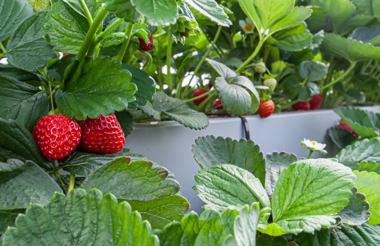 Top 3 Strawberry Diseases: Learn how working with SGS will identify pathogen threats early. Proactive monitoring builds profit for CEA and field strawberry growers!   cropscience.sgs.ca/wp-content/upl…