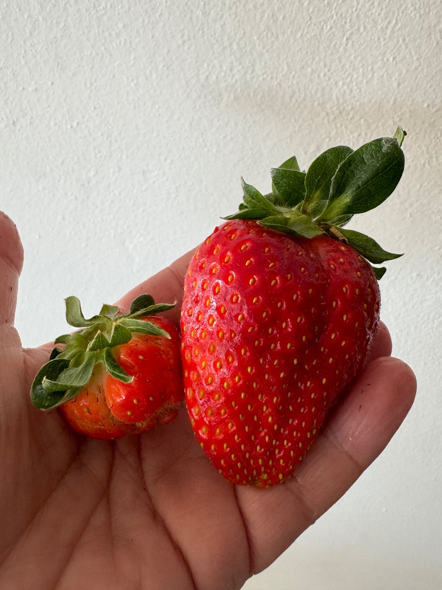 fragola prima e dopo massaggio con trifodermin 🤣🍓