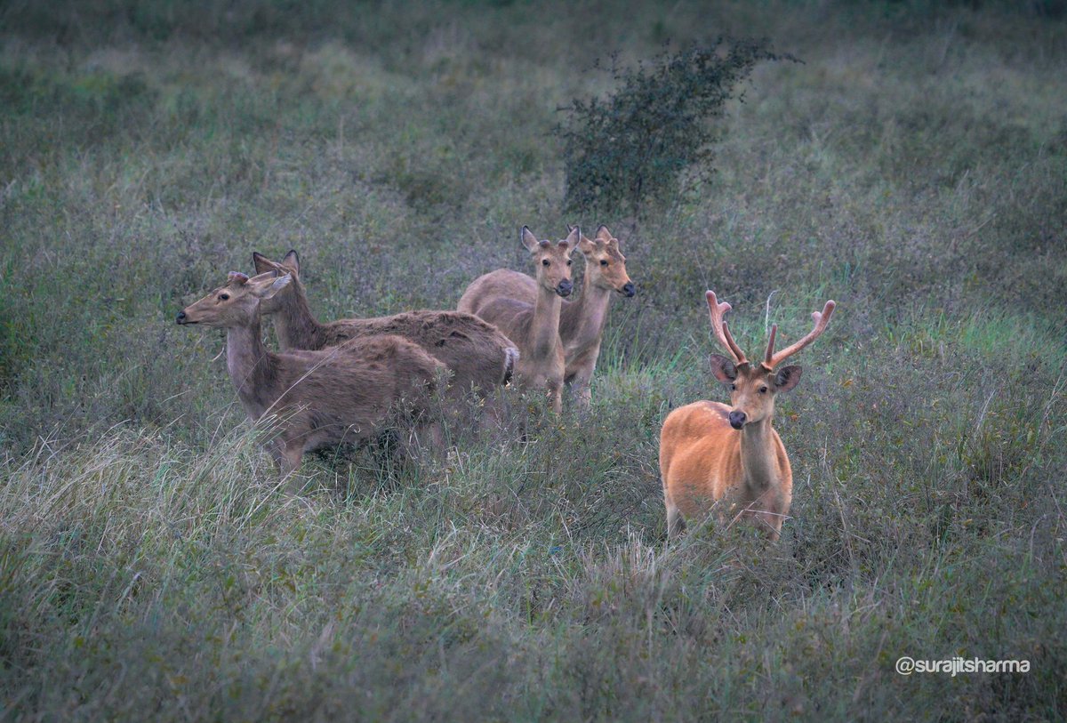 Canvas of Kaziranga – A majestic stag and his graceful herd of Swamp Deer.

#kaziranga #swampdeer #deer #wildlifephotography #sonya7iv #assam