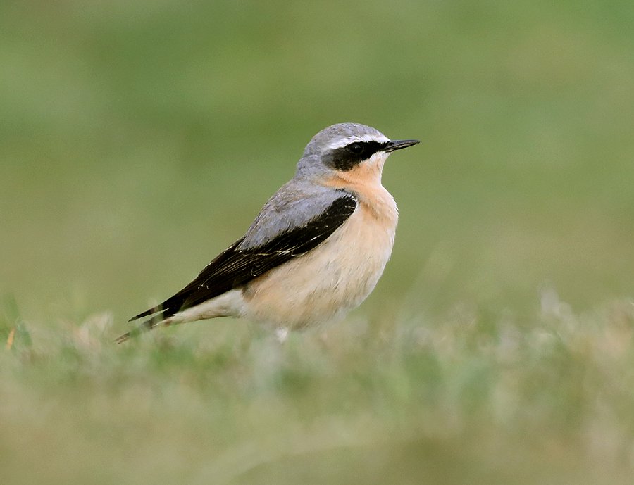 Steve Seal (@stevesealimages) on Twitter photo Staffordshire Moors Gradbach first Wheatear back .
<a href="/WestMidBirdClub/">West Midland Bird Club</a> <a href="/Staffsbirdnews/">Staffs Bird News</a> Staffordshire Moors Gradbach first Wheatear back .
<a href="/WestMidBirdClub/">West Midland Bird Club</a> <a href="/Staffsbirdnews/">Staffs Bird News</a>